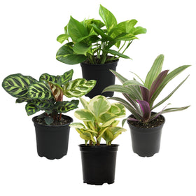 Plants for Pets Essential Collection snake plant in pot, durable low-maintenance greenery for busy homes.
