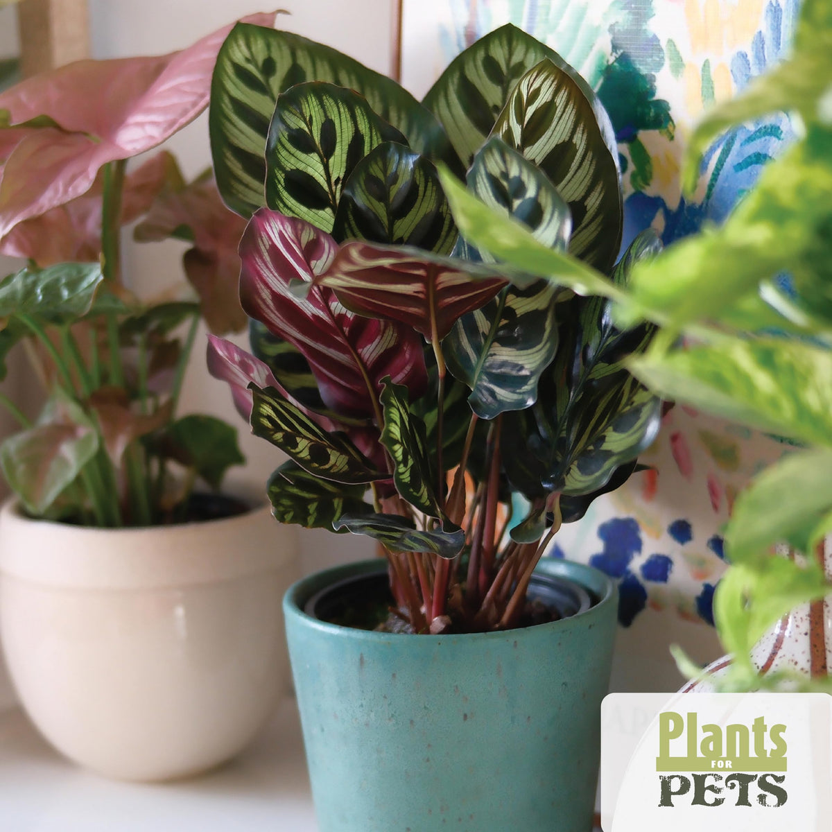 Plants for Pets Essential Collection syngonium trailing, elegant vine for shelves and corners.