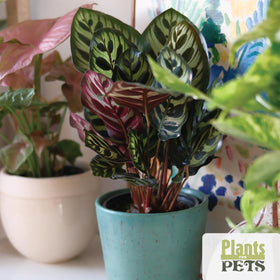 Plants for Pets Essential Collection syngonium trailing, elegant vine for shelves and corners.