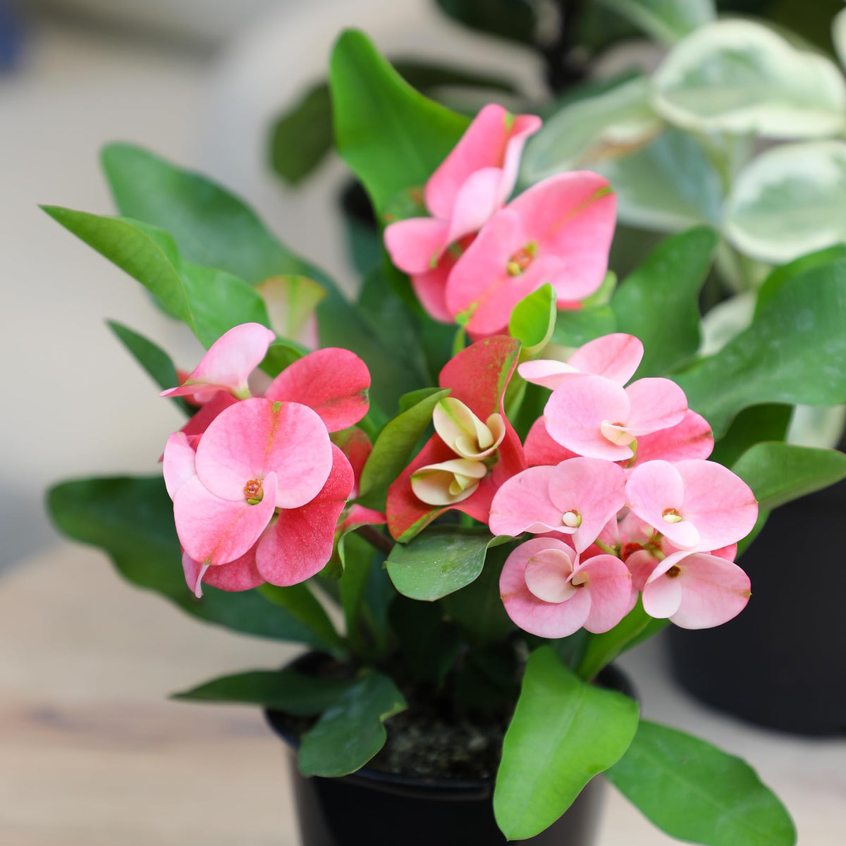 Plants for Pets Euphorbia Crown of Thorns green leaves along stems create a compact look