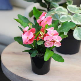 Plants for Pets Euphorbia Crown of Thorns woody stems with spines add architectural texture