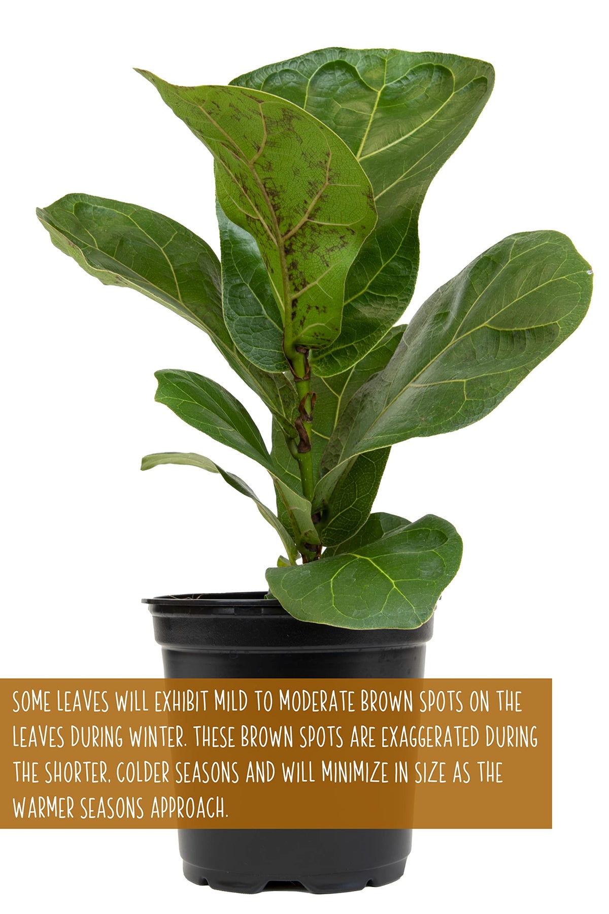 Edgy corner display with fiddle-leaf fig and other tropical houseplants