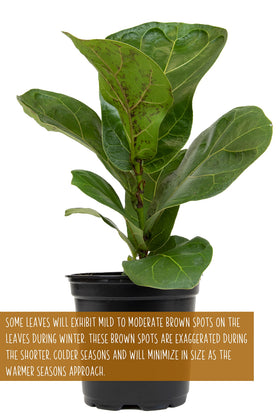 Edgy corner display with fiddle-leaf fig and other tropical houseplants