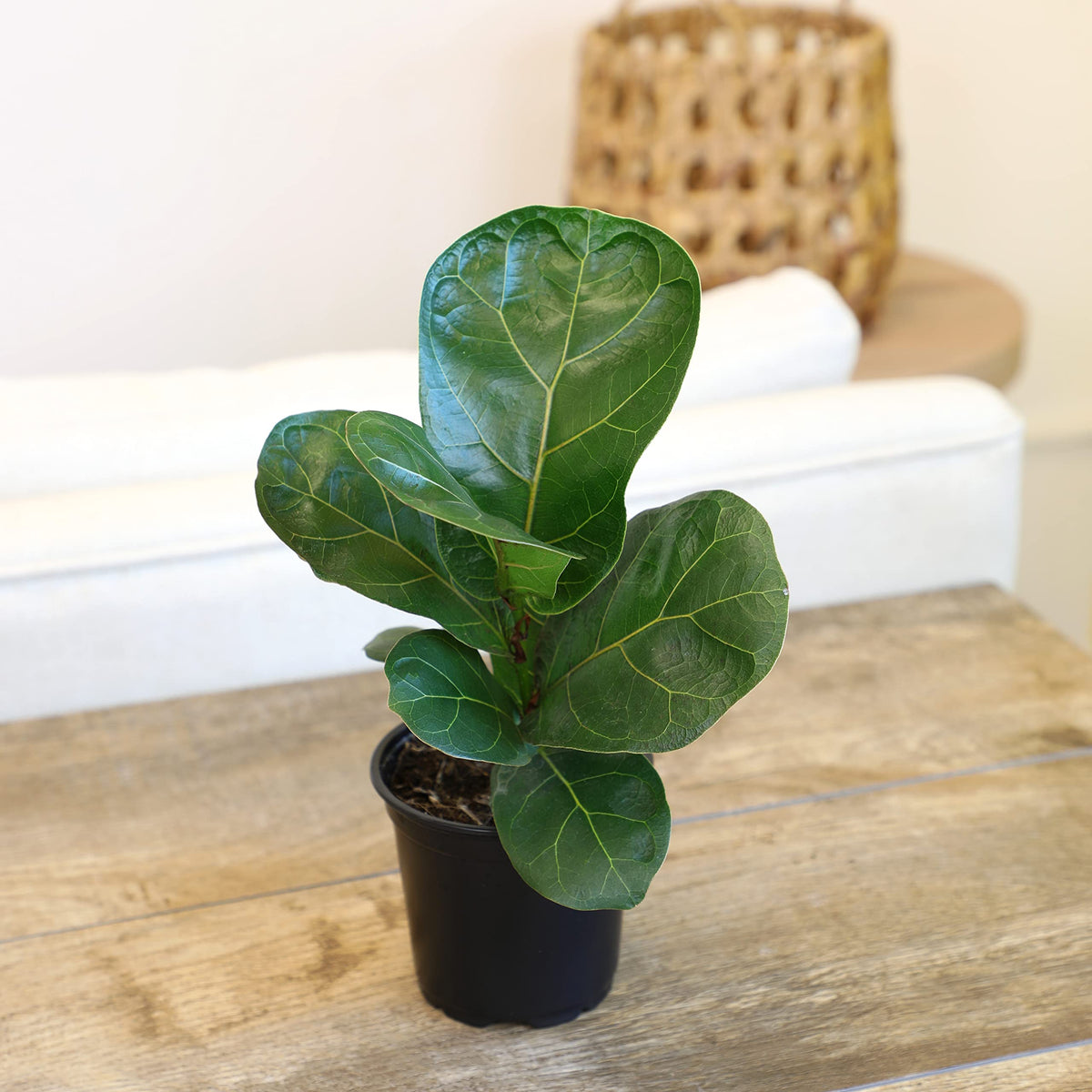 Fiddle-leaf fig in indoor planter ready for stylish living rooms