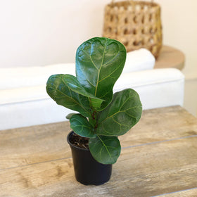 Fiddle-leaf fig in indoor planter ready for stylish living rooms