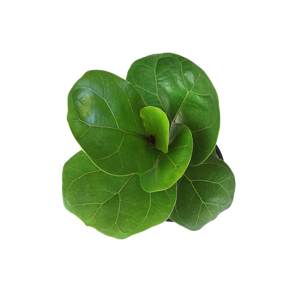 Fiddle-leaf fig growing among rubber plant or other live plants