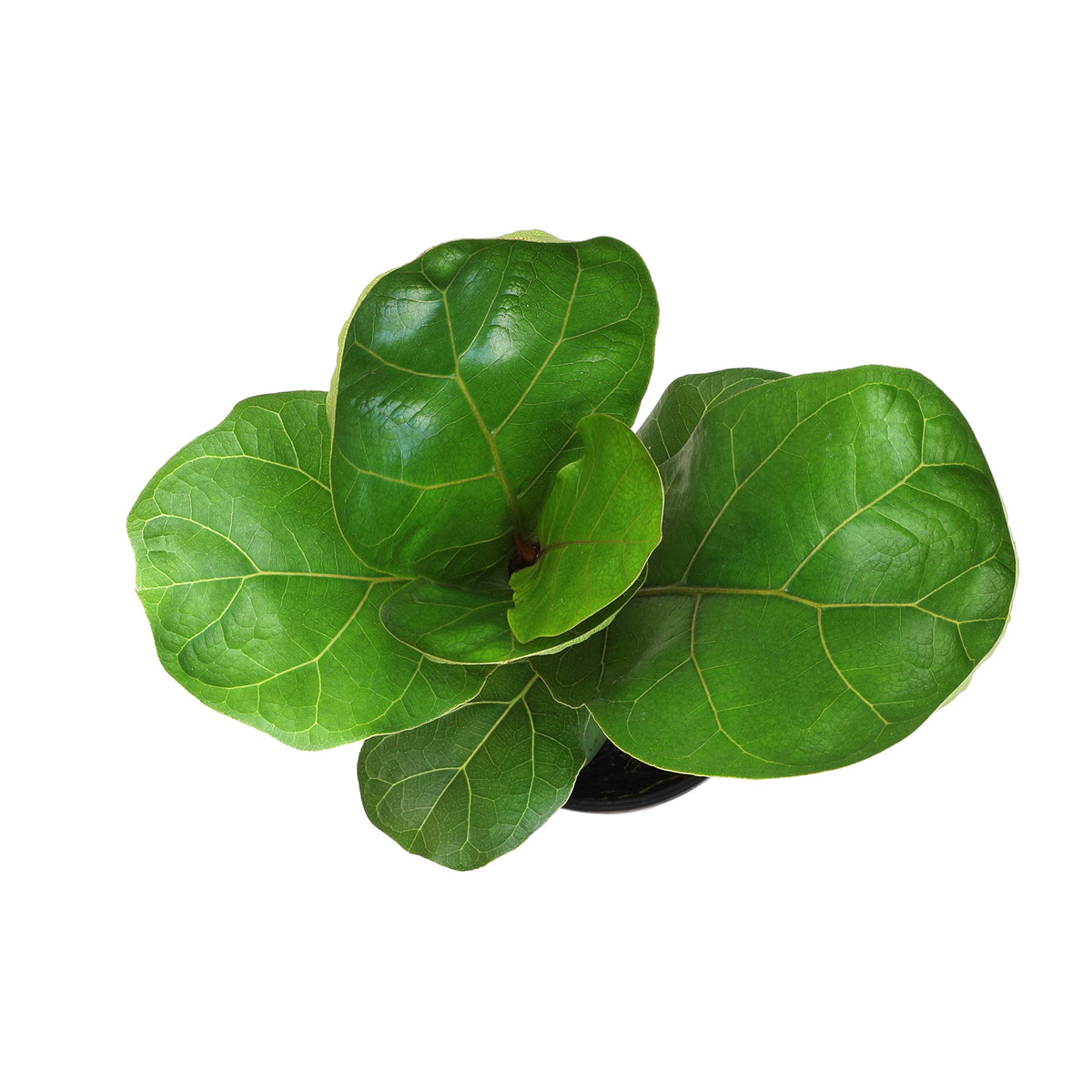 Indoor decor idea: fiddle-leaf fig as statement plant in a bright room