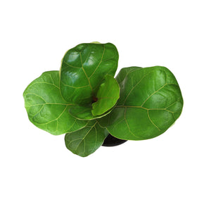 Indoor decor idea: fiddle-leaf fig as statement plant in a bright room