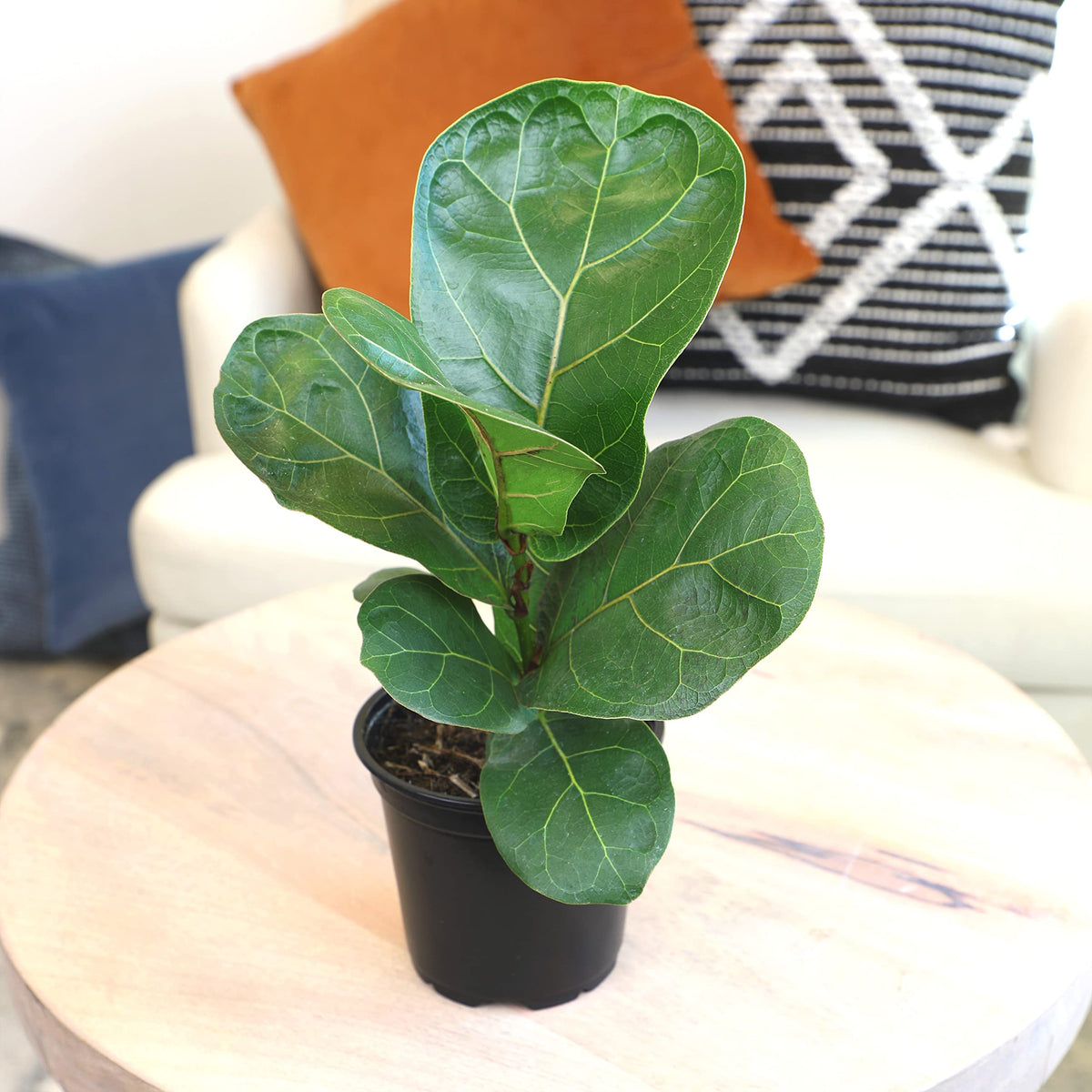 Close-up of fiddle-leaf fig leaves showing dark green, leathery texture and pale veins