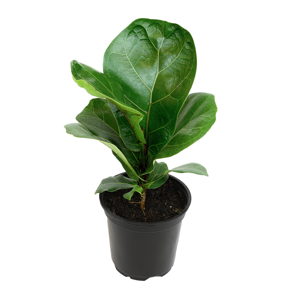 Plants for Pets fiddle-leaf fig tree in pot adds vertical elegance to any indoor space