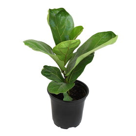 Silhouette of fiddle-leaf fig trunk and broad foliage for modern home decor