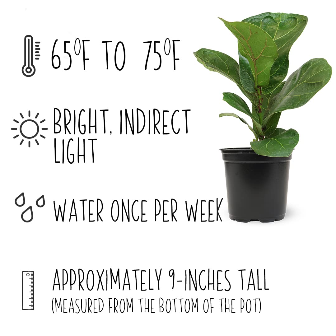 Watering or care scene highlighting weekly irrigation for fiddle-leaf fig