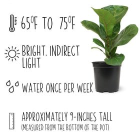 Watering or care scene highlighting weekly irrigation for fiddle-leaf fig