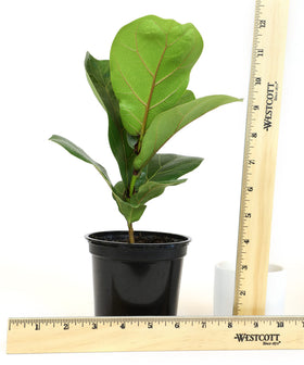 Tall plant stand elevates the fiddle-leaf fig for dramatic vertical interest