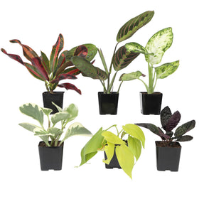 Plants for Pets Fittonia Vibrant Pink Mini — compact color accent for desks and shelves.