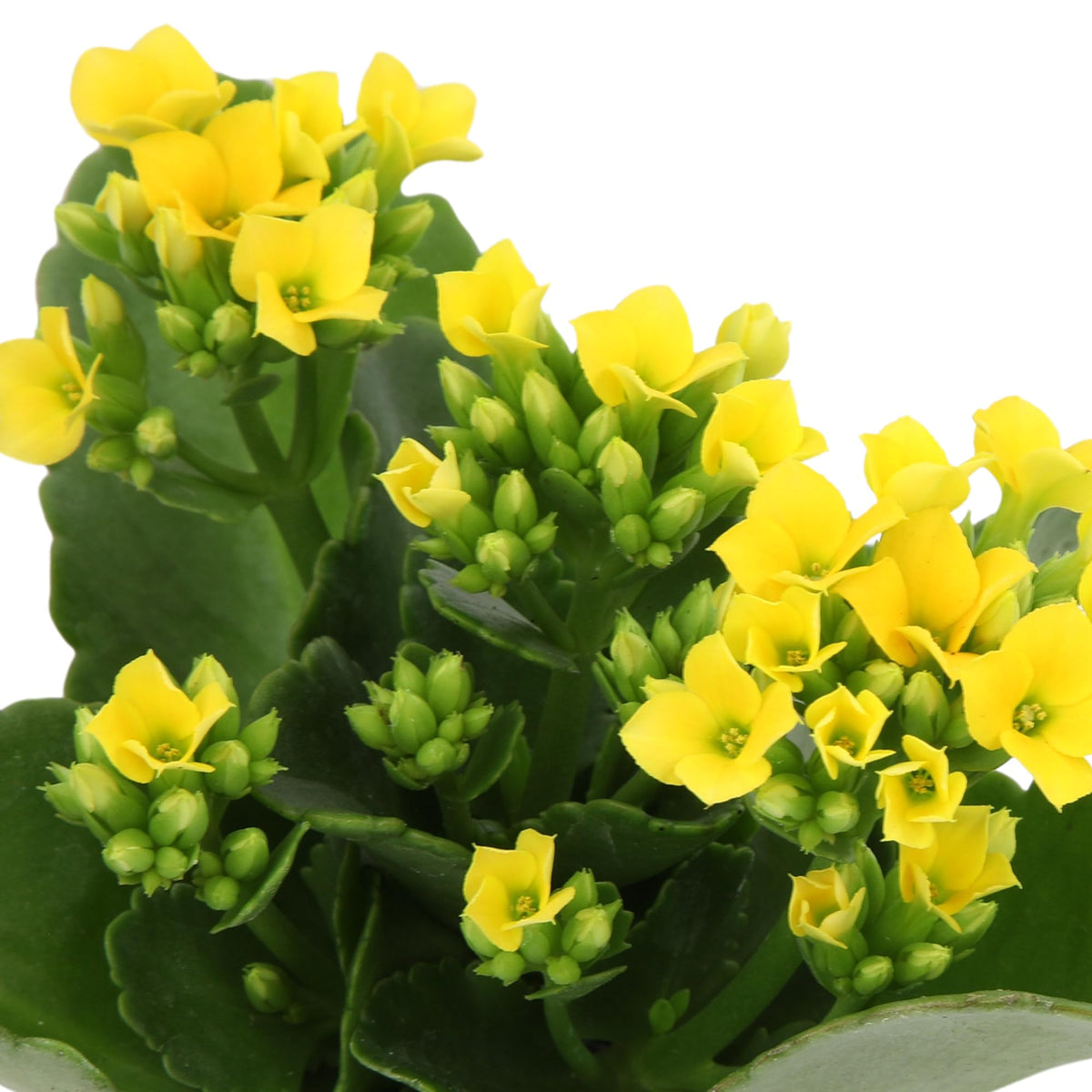 Plants for Pets Florist Kalanchoe arrives about seven inches tall for immediate display.