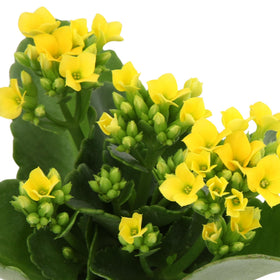 Plants for Pets Florist Kalanchoe arrives about seven inches tall for immediate display.