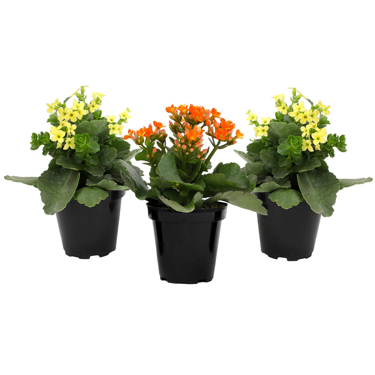 Plants for Pets Florist Kalanchoe compact growth fits small spaces and apartments.