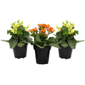 Plants for Pets Florist Kalanchoe compact growth fits small spaces and apartments.