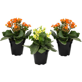 Plants for Pets Florist Kalanchoe with orange blooms adds vibrant color indoors, ideal for shelves.