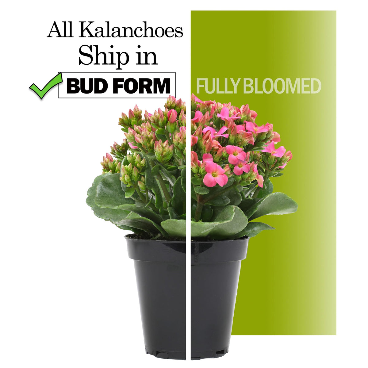 Plants for Pets Florist Kalanchoe with red blooms brightens a desk or mantel.