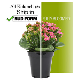 Plants for Pets Florist Kalanchoe with red blooms brightens a desk or mantel.