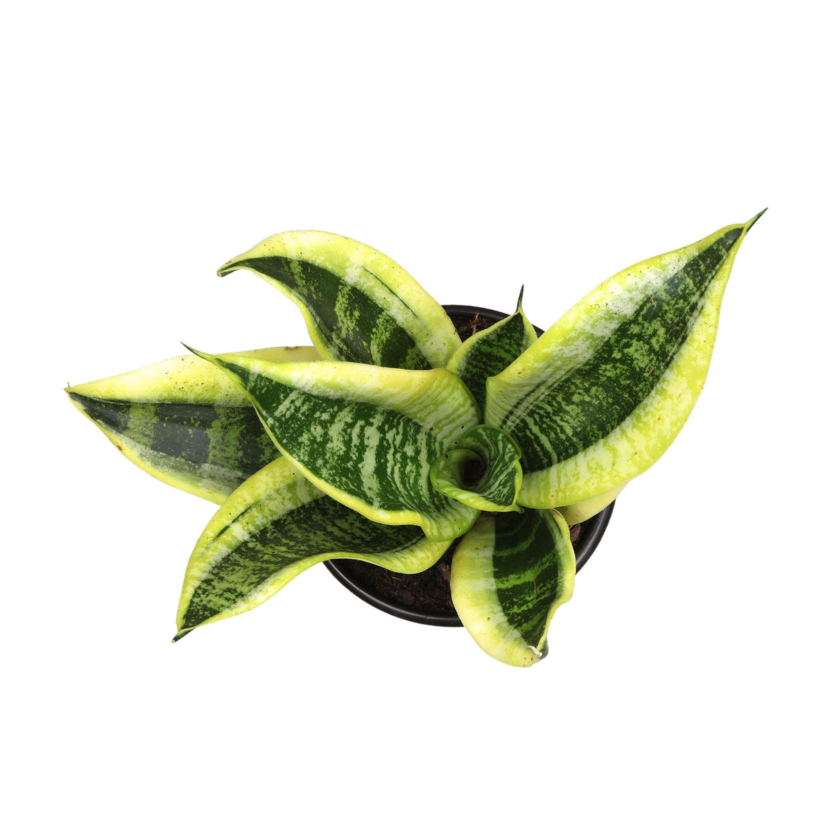 Plants for Pets fully rooted snake plant arrives ready to display.