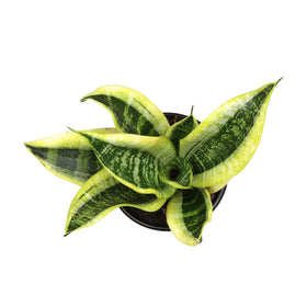Plants for Pets fully rooted snake plant arrives ready to display.
