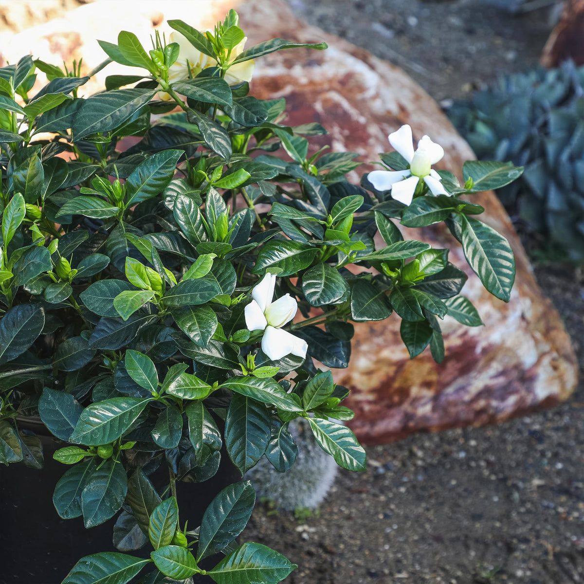 Plants for Pets Gardenia August Beauty bloom closeup with creamy yellow age