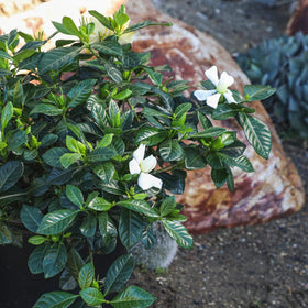 Plants for Pets Gardenia August Beauty bloom closeup with creamy yellow age