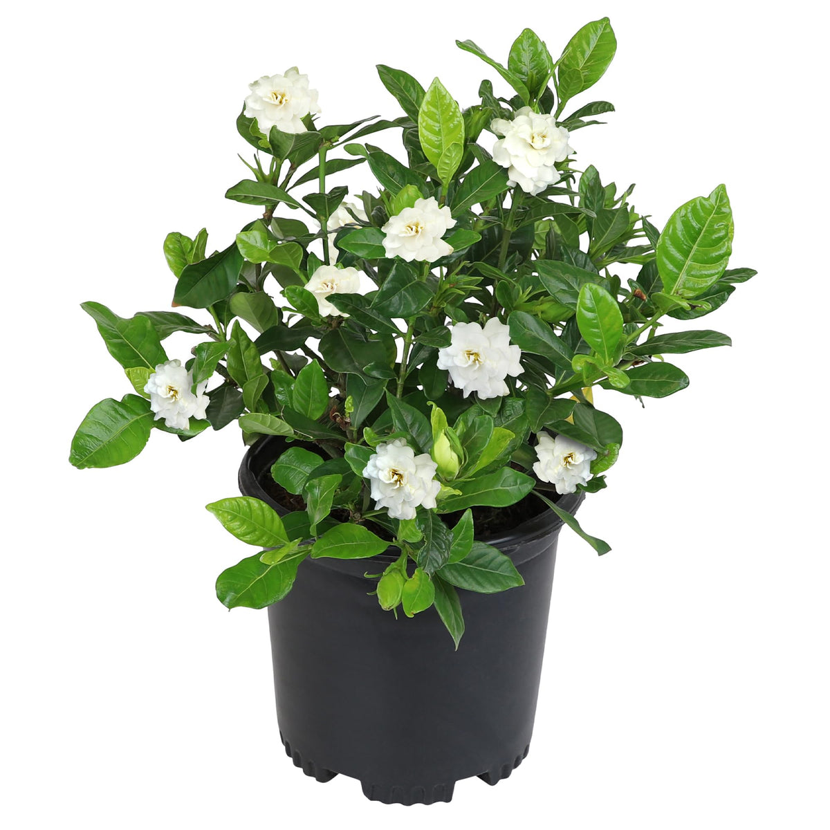 Plants for Pets Gardenia August Beauty bloom shows lush white petals and fragrance