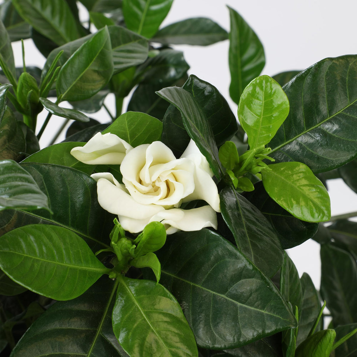 Plants for Pets Gardenia August Beauty cuttings for floral decor
