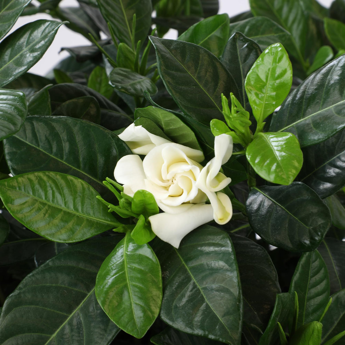 Plants for Pets Gardenia August Beauty fragrance in outdoor space