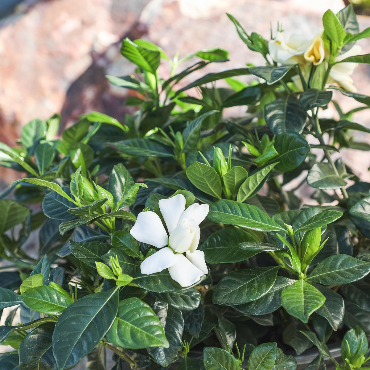 Plants for Pets Gardenia August Beauty hedge form for privacy