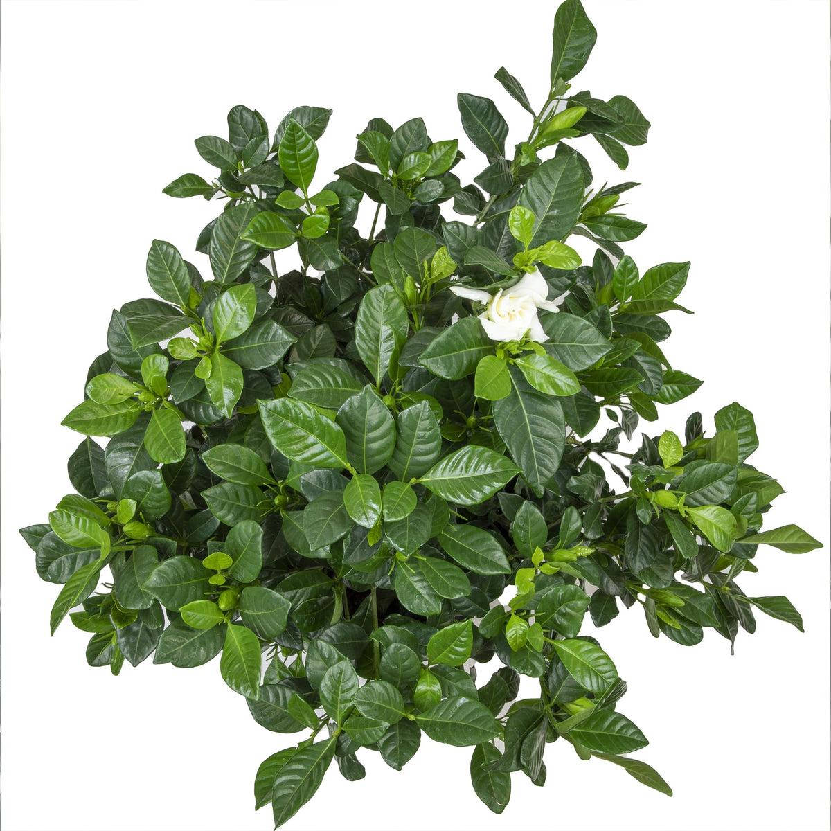 Plants for Pets Gardenia August Beauty patio container setting