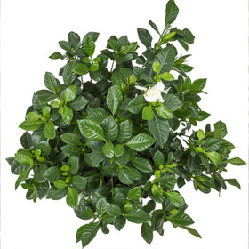Plants for Pets Gardenia August Beauty patio container setting