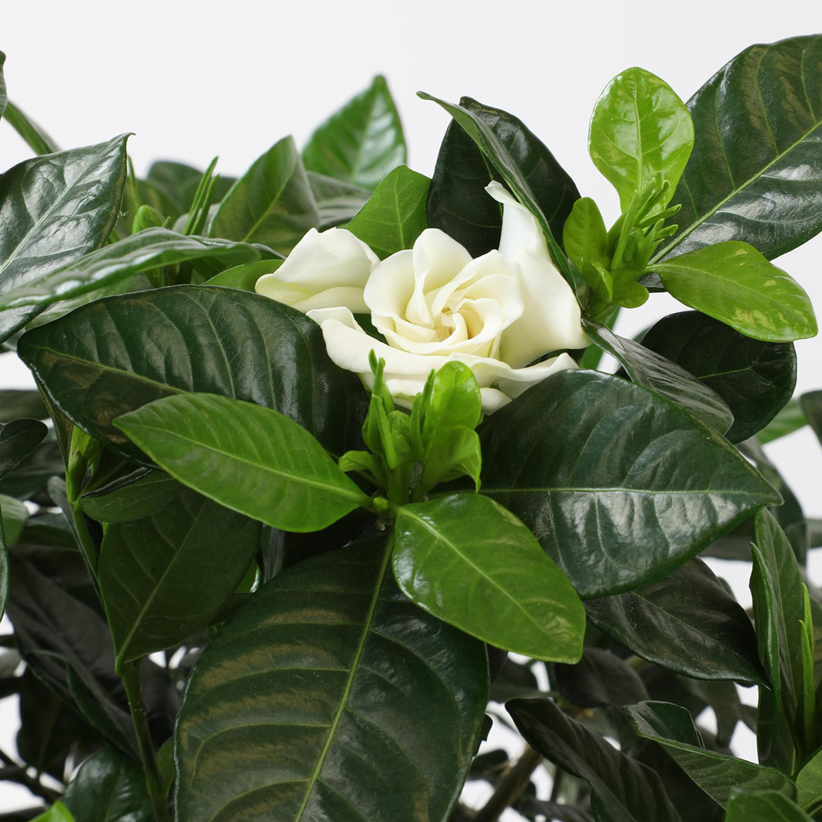 Plants for Pets Gardenia August Beauty border planting for scent and color