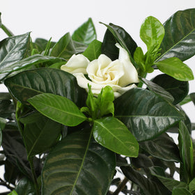 Plants for Pets Gardenia August Beauty border planting for scent and color