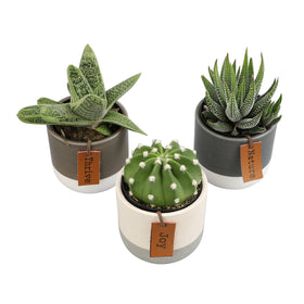 Plants for Pets LoLite gasteria close-up; drought-tolerant indoor companion detail.