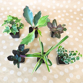 Plants for Pets makes a thoughtful gift for plant lovers and parties.