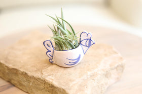 Gift-ready air plant kit from Plants for Pets