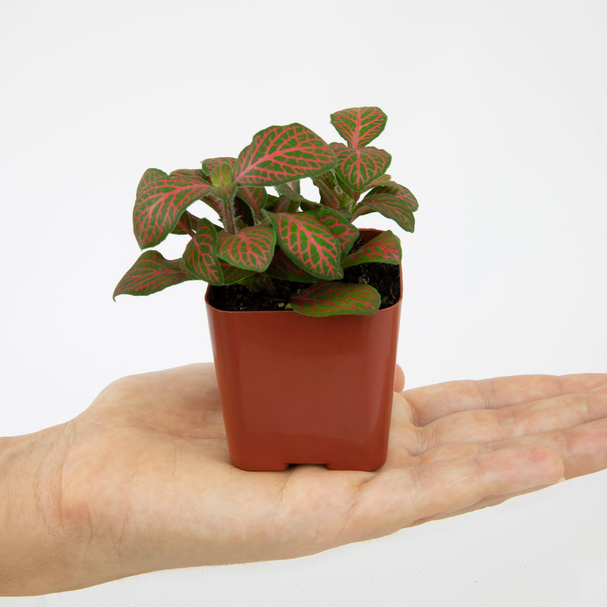 Plants for Pets gift-ready plant pack ideal for plant lovers.