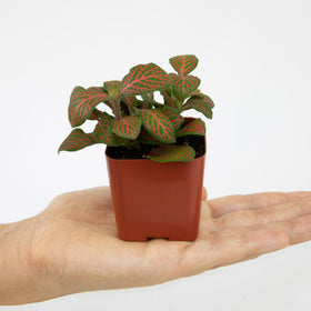Plants for Pets gift-ready plant pack ideal for plant lovers.