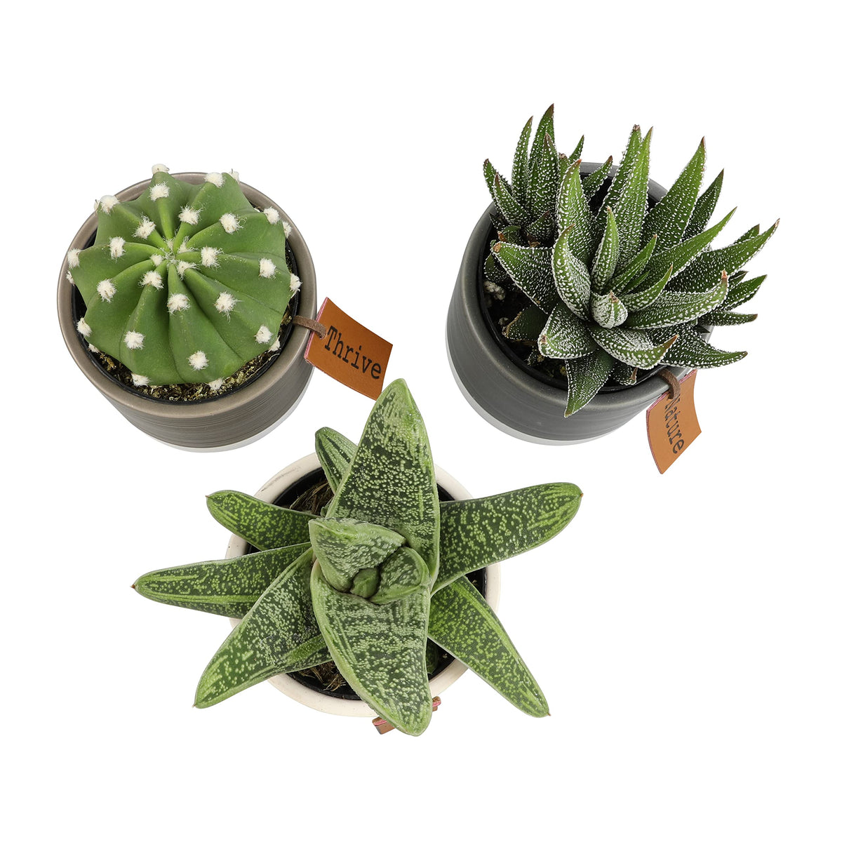 Plants for Pets gift-ready set; perfect for birthdays and new homes.