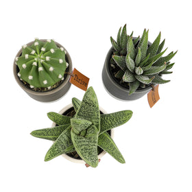 Plants for Pets gift-ready set; perfect for birthdays and new homes.