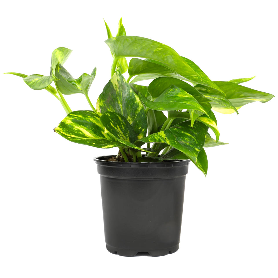 Plants for Pets golden pothos leaf close-up showing variegation for stylish decor.
