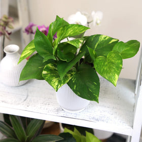 Plants for Pets golden pothos in 4-inch pot ready to display.