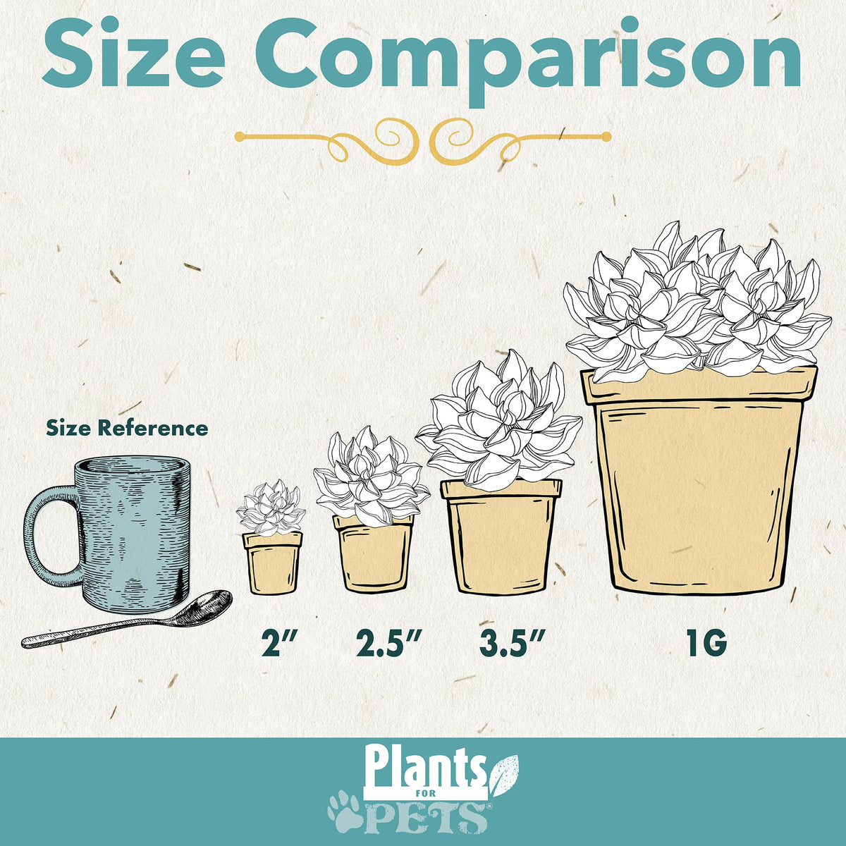 Plants for Pets hand-selected succulents in 2-inch pots for quick arrangement.
