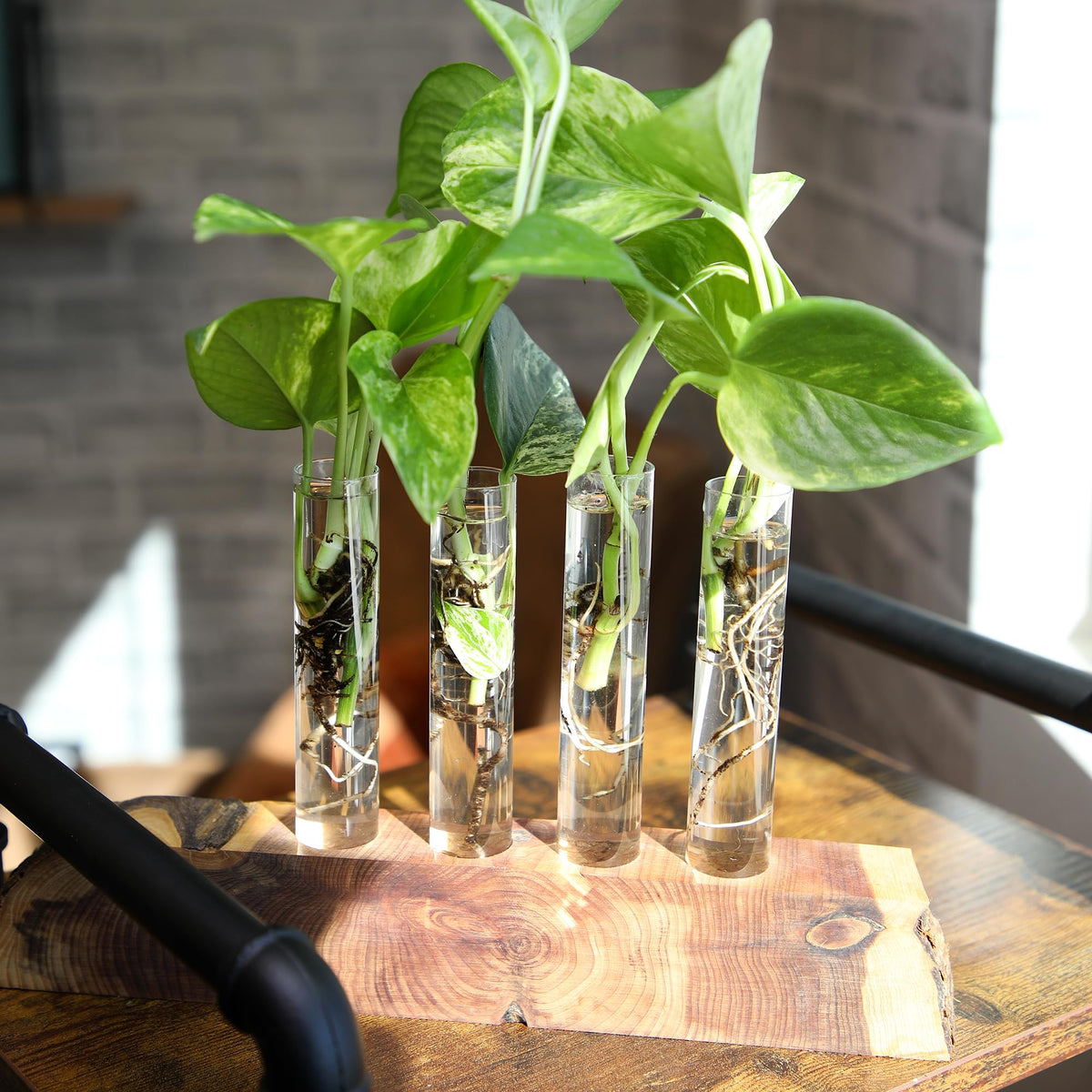 Plants for Pets Hanging display shows cascading vines ideal for vertical greenery.