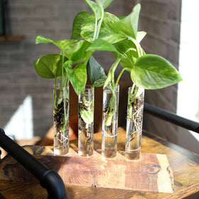 Plants for Pets Hanging display shows cascading vines ideal for vertical greenery.